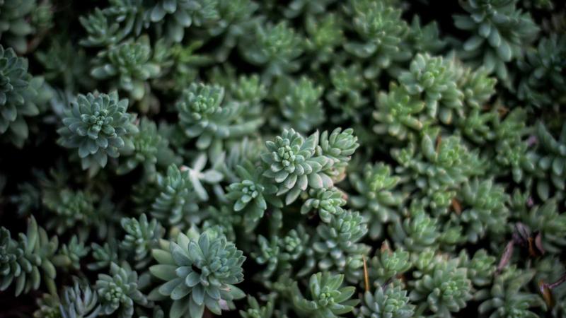 Example of Fibonacci retracement combined with RSI