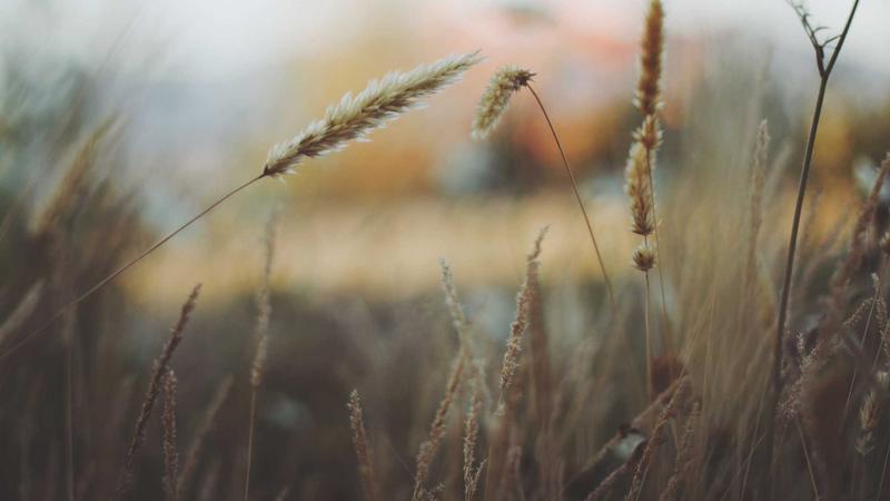 Forex broker comparison charts on laptop screen