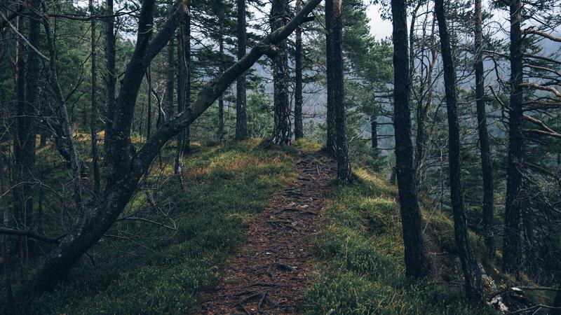 Forex trading on laptop with charts