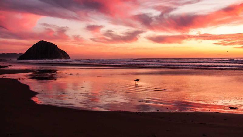 Trader analyzing Forex charts with multiple indicators