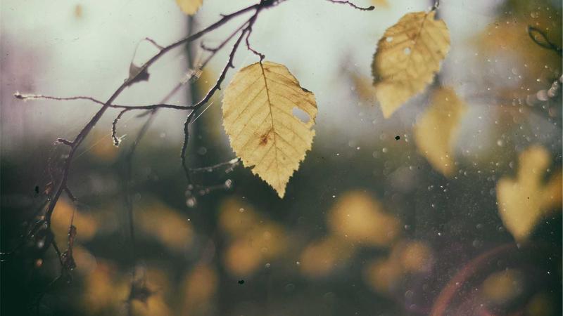 Trader analyzing forex charts