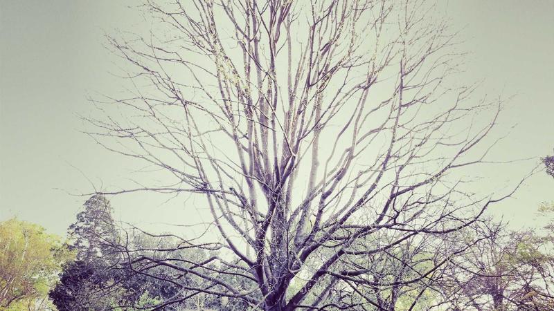 Chart showing trailing stop loss adapting to price movement