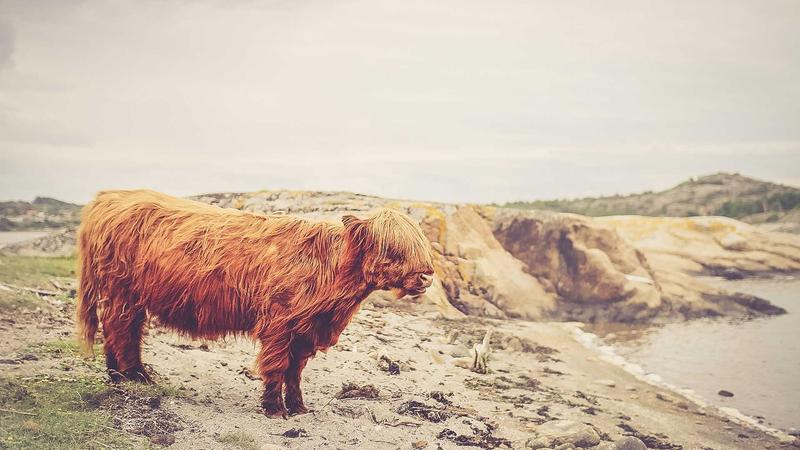 Forex trading charts with indicators on computer screens