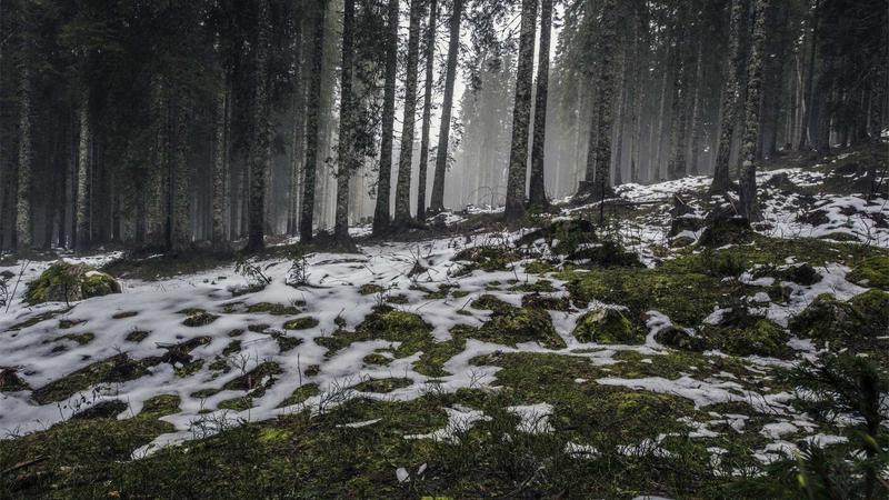 Forex trading charts on computer screen