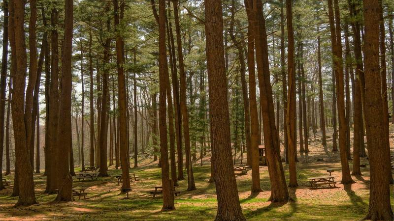 Pepperstone trading platforms on mobile and desktop