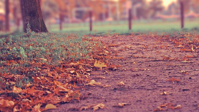 Forex candlestick chart showing price action patterns