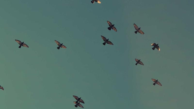 Forex demo account dashboards on different devices